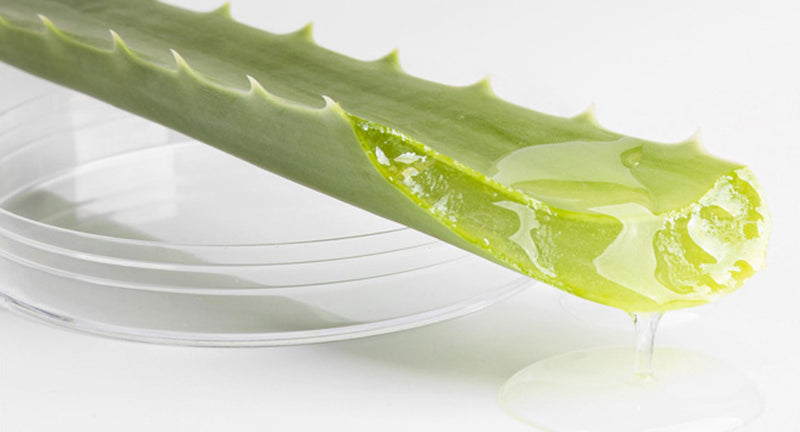 Materassi in Aloe vera: vantaggi per la salute